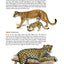 The Wildlife of Costa Rica: A Field Guide (Zona Tropical Pub)