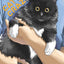Cat + Crazy Volume 3
