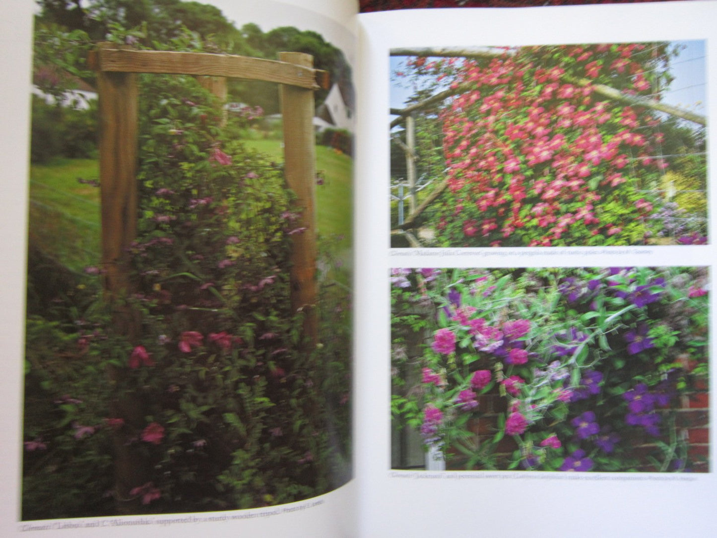 An Illustrated Encyclopedia of Clematis