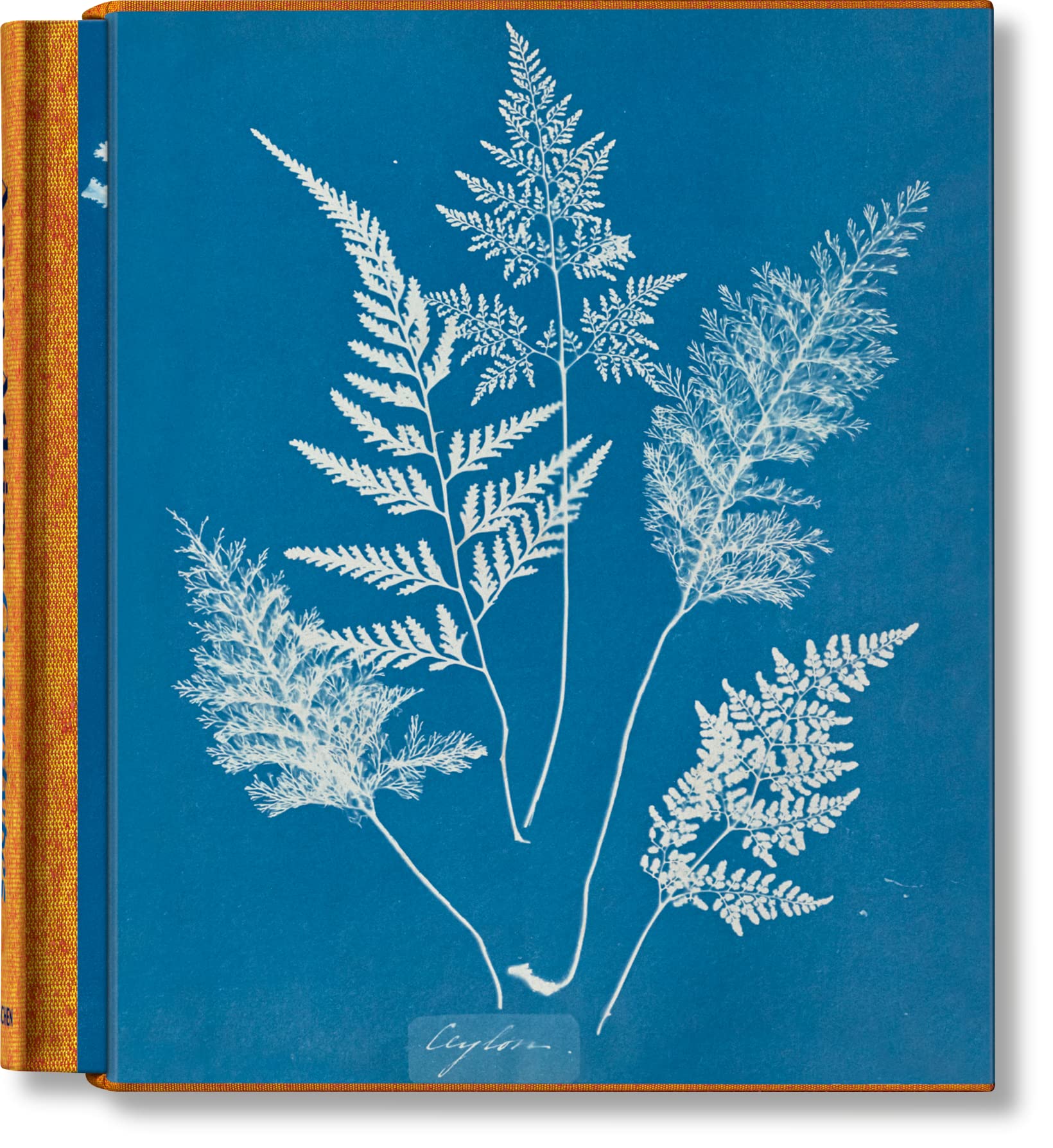 Anna Atkins. Cyanotypes (Classics) (Multilingual Edition)