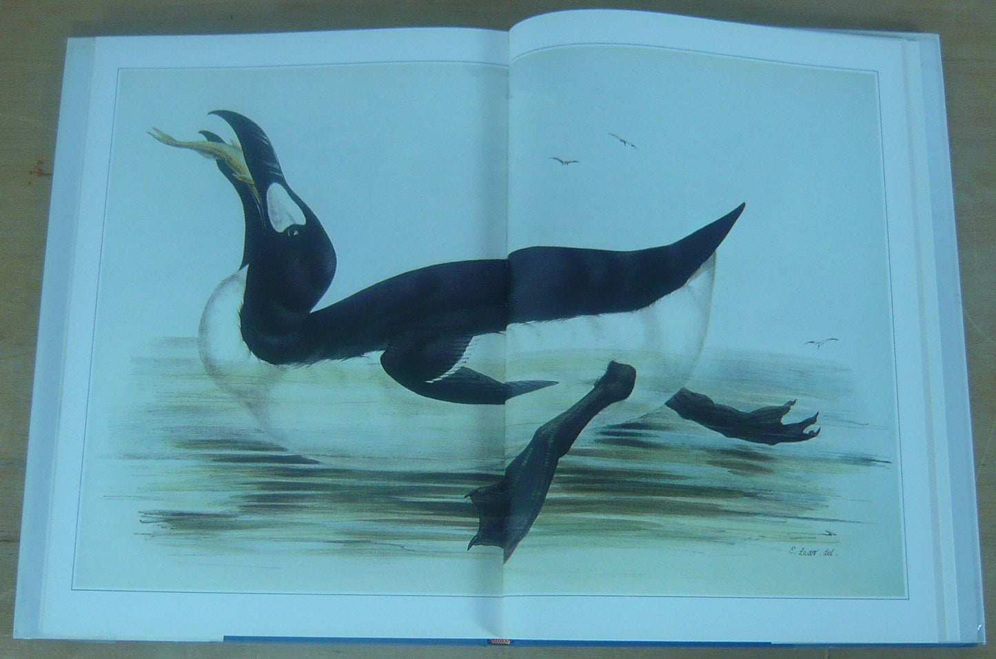 Edward Lear's Birds
