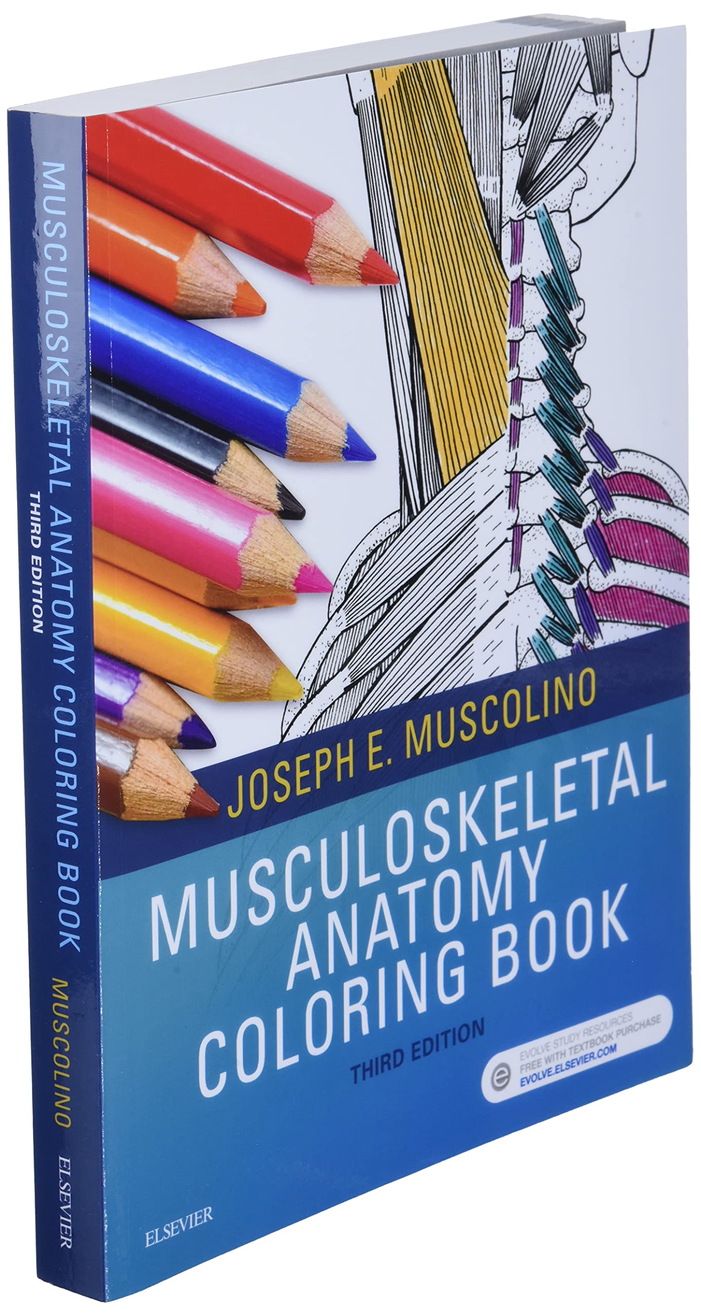 Musculoskeletal Anatomy Coloring Book by Muscolino DC, Josep
