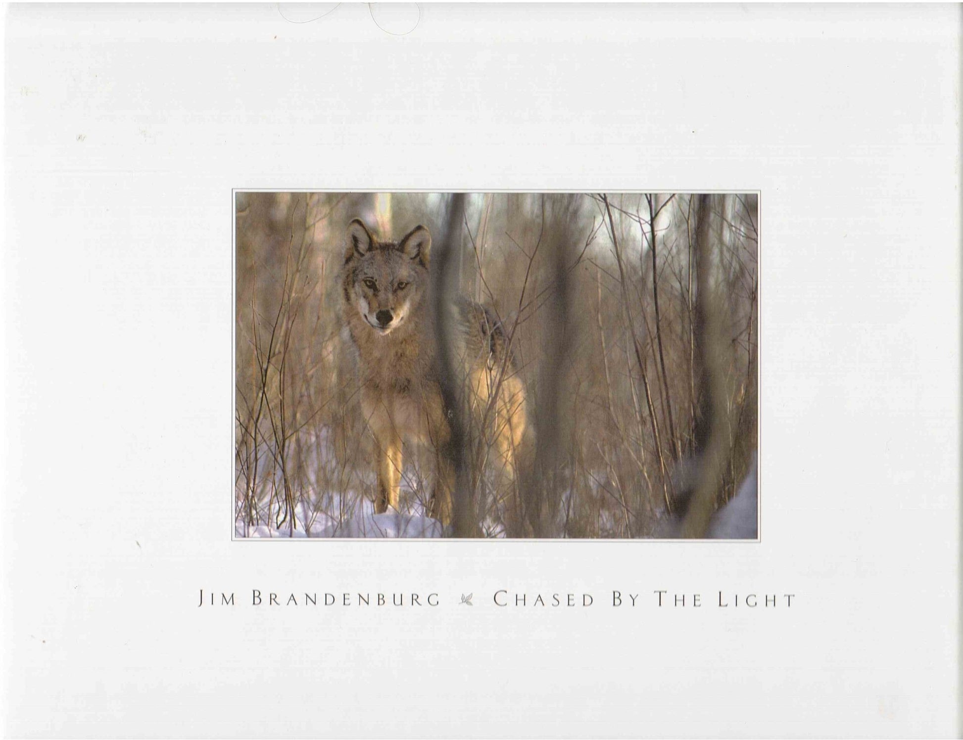 Chased by the Light: A 90-Day Journey