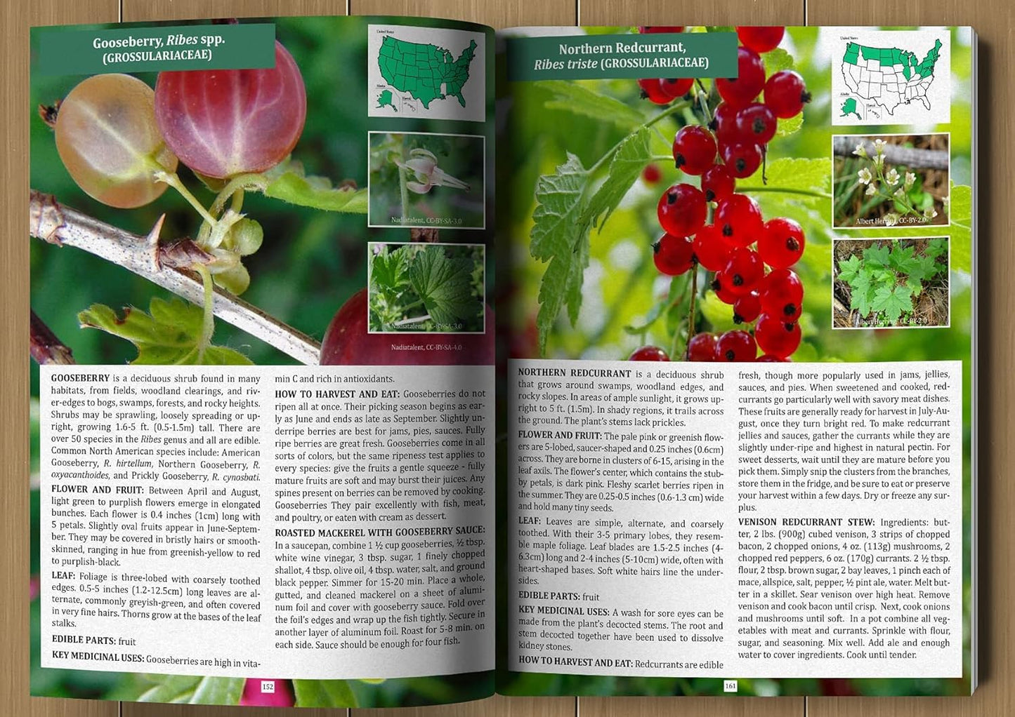 The Foragers Guide to Wild Foods
