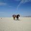 The Last Ride of the Pony Express: My 2,000-mile Horseback J