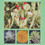 Lichens of the North Woods (Naturalist Series)