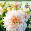 Dahlias: Inspiration, Cultivation and Care for 222 Varieties