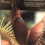 Carnivorous Plants by Adrian Slack