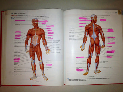 Introduction to the Human Body: The Essentials of Anatomy and Physiology