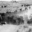 A Ranch Year: Cowboys of the West