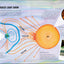 Amazing Space: The Most Incredible Features of the Known Universe (DK Amazing Earth)
