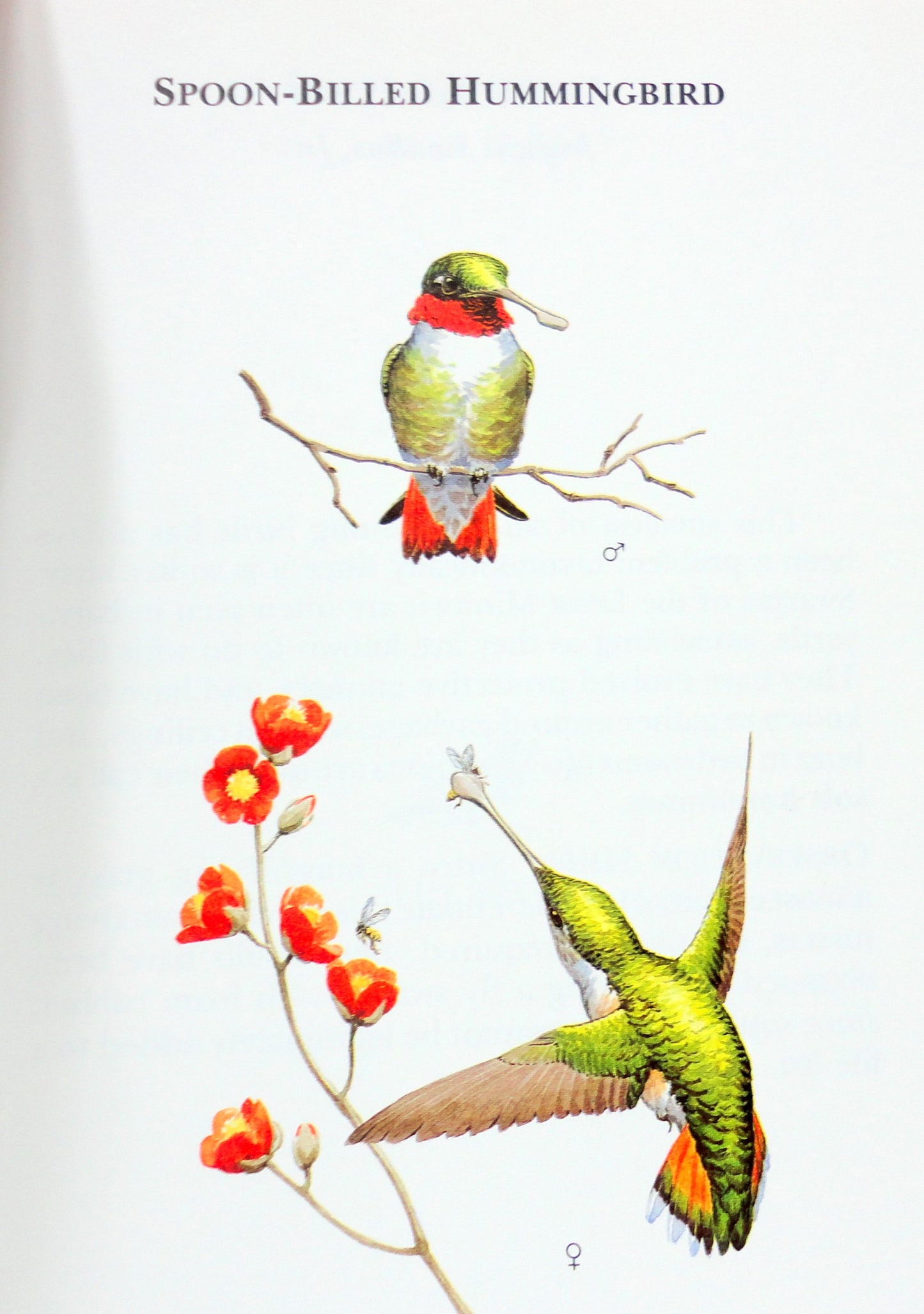 A Field Guide to Little-Known and Seldom-Seen Birds of North America