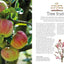 Pruning and Training, Revised New Edition: What, When, and How to Prune