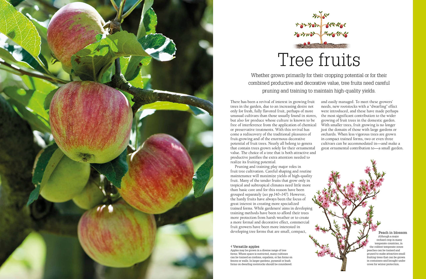 Pruning and Training, Revised New Edition: What, When, and How to Prune