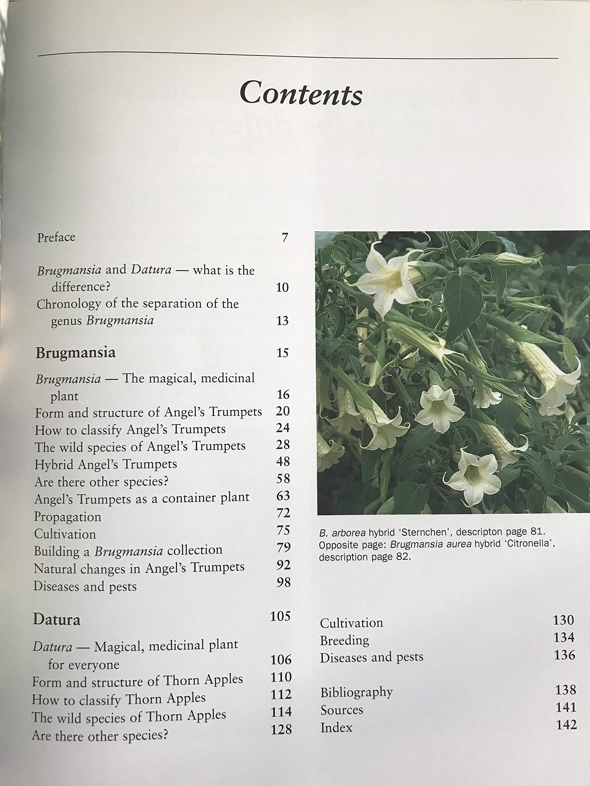 Brugmansia and Datura: Angel's Trumpets and Thorn Apples