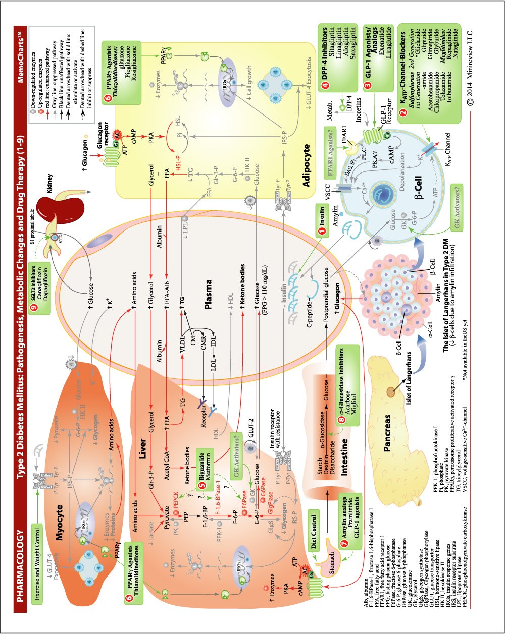 MemoCharts Pharmacology: Diabetes Mellitus and Its Drug Therapy (Review chart)