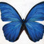 Painter's Quick Reference Birds & Butterflies