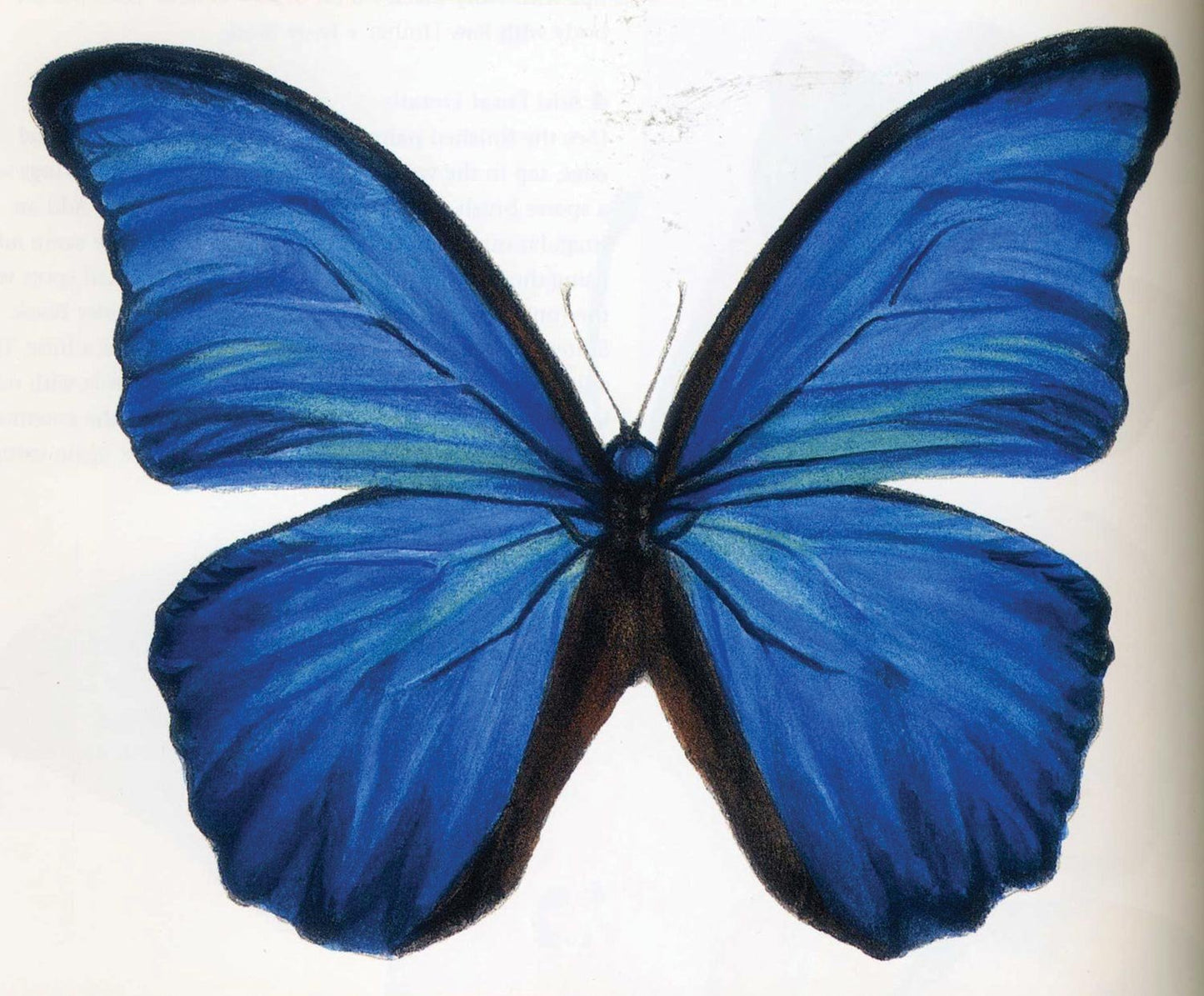 Painter's Quick Reference Birds & Butterflies