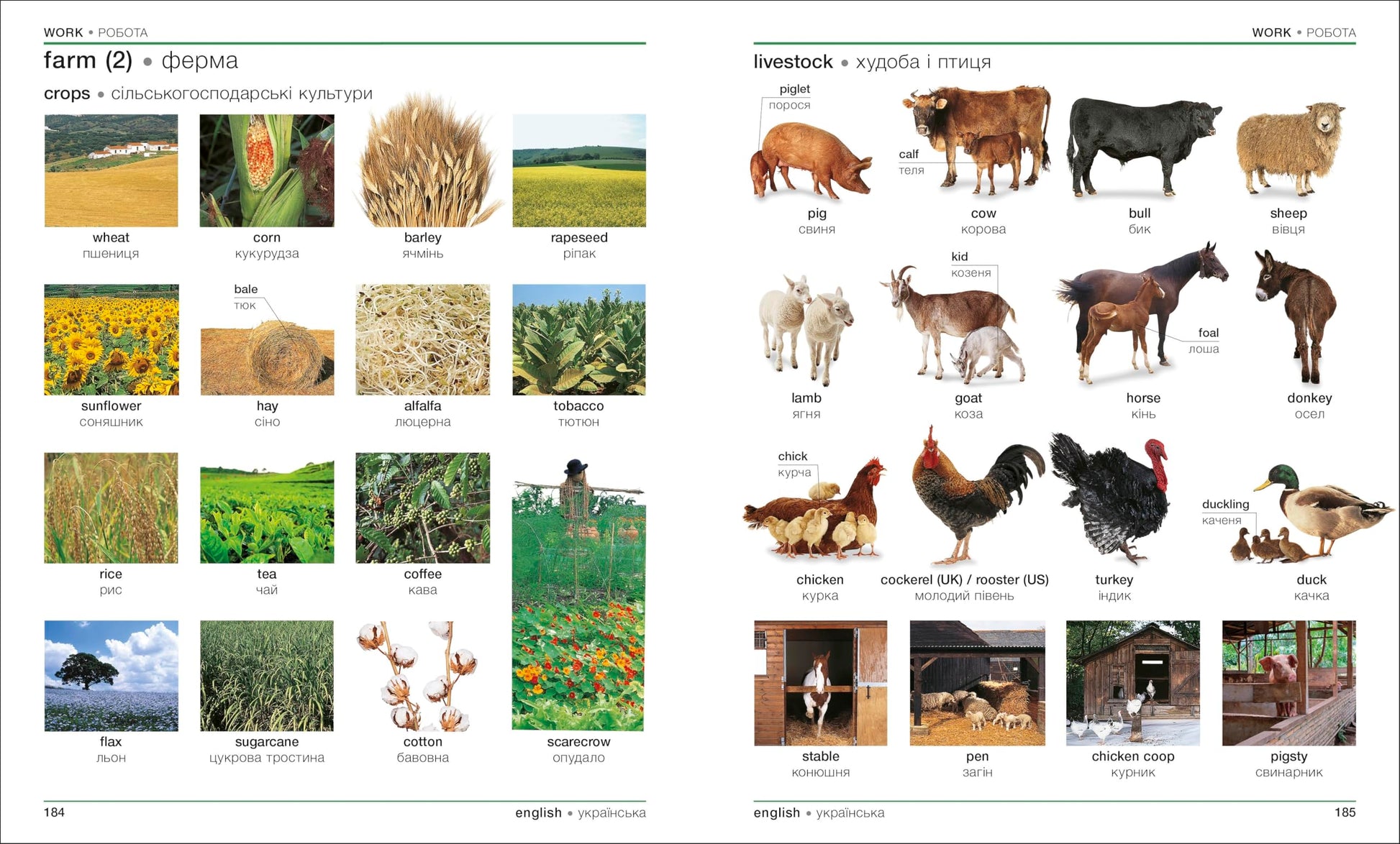 Ukrainian - English Bilingual Visual Dictionary (DK Bilingual Visual Dictionaries)