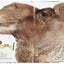 Life-Size Zoo: From Tiny Rodents to Gigantic Elephants, An Actual-Size Animal Encyclopedia