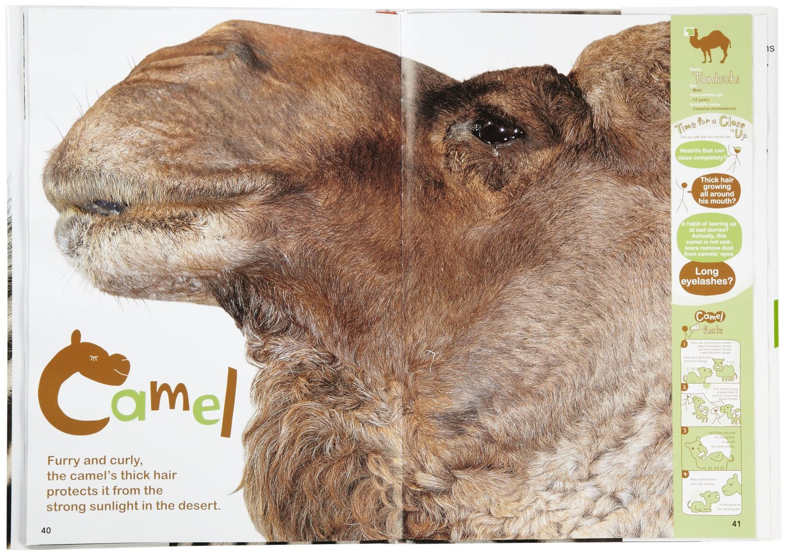 Life-Size Zoo: From Tiny Rodents to Gigantic Elephants, An Actual-Size Animal Encyclopedia