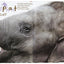 Life-Size Zoo: From Tiny Rodents to Gigantic Elephants, An Actual-Size Animal Encyclopedia