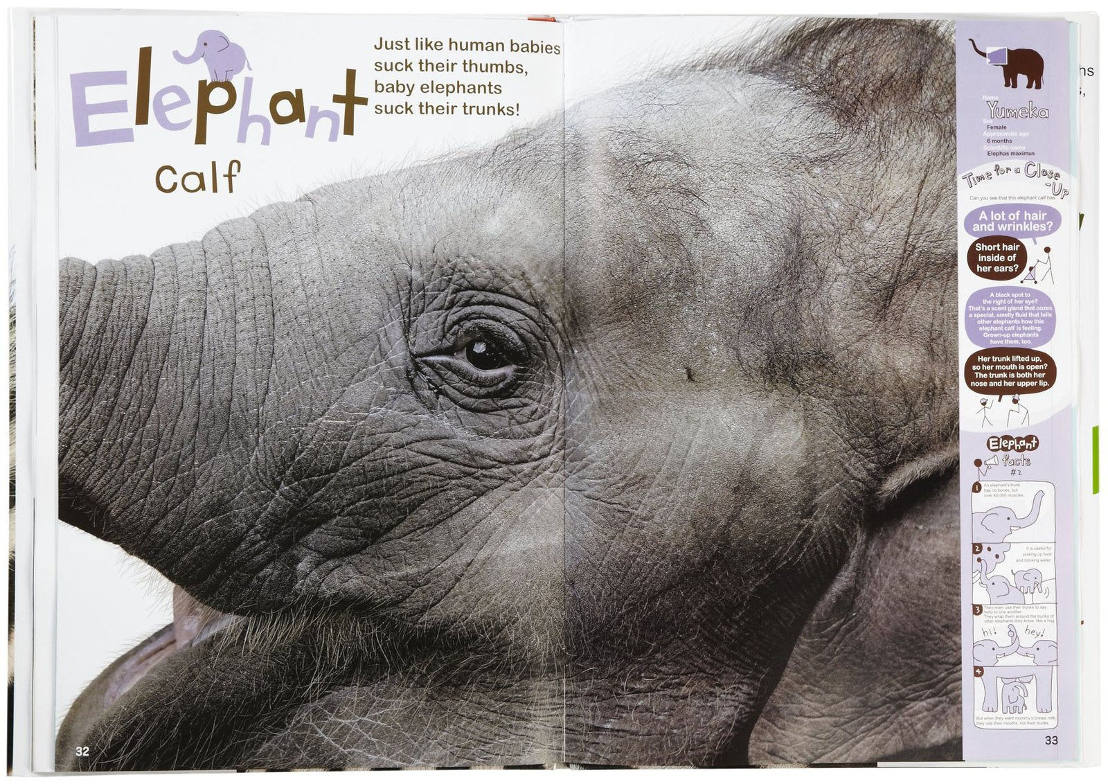 Life-Size Zoo: From Tiny Rodents to Gigantic Elephants, An Actual-Size Animal Encyclopedia