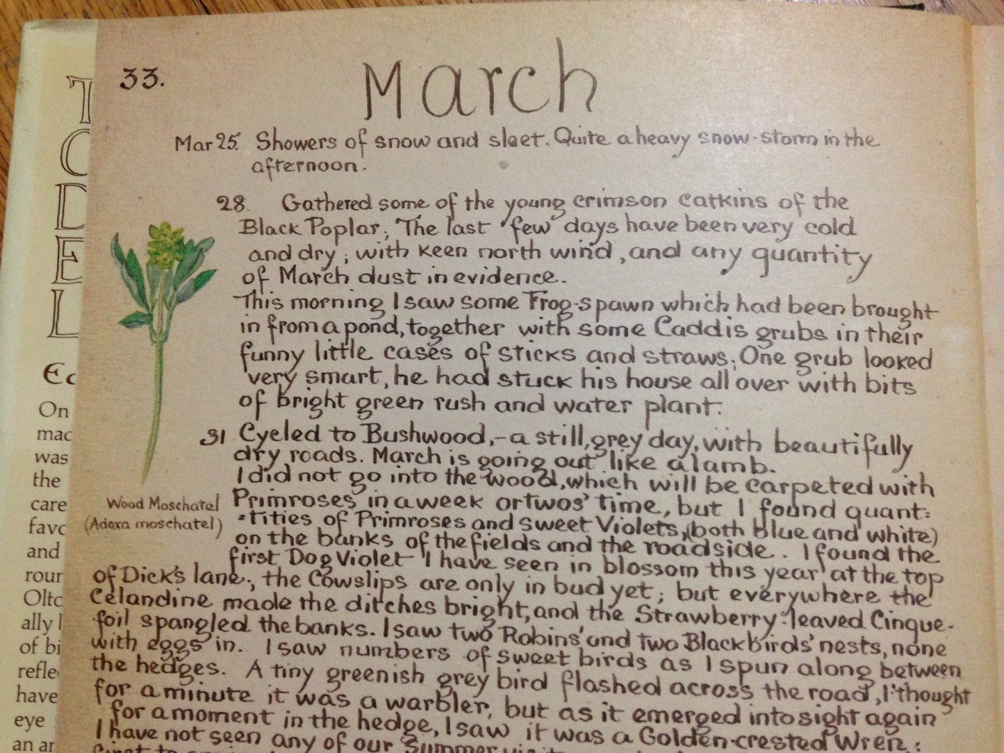 The Country Diary of an Edwardian Lady