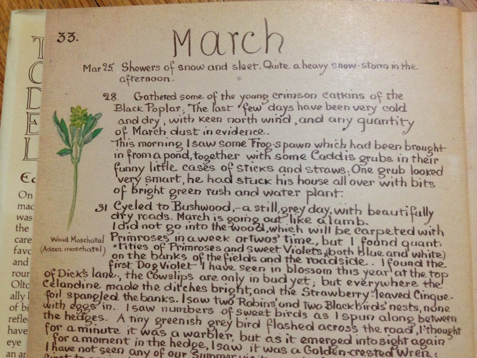The Country Diary of an Edwardian Lady
