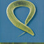 In the Beginning Was the Worm: Finding the Secrets of Life in a Tiny Hermaphrodite