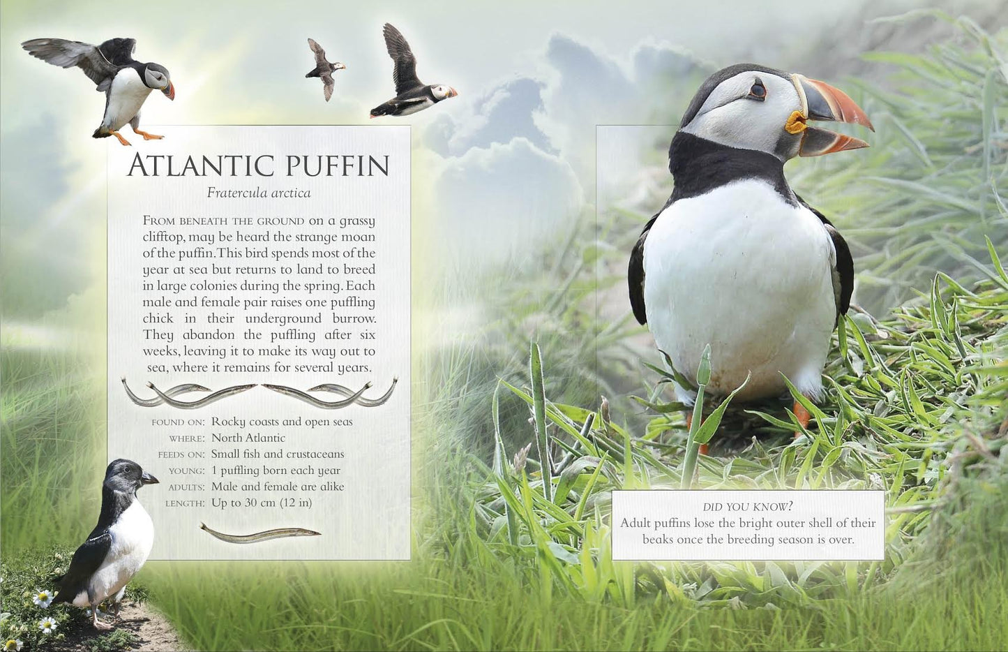 Little Book Of Ocean Animal Sounds by Caz Buckingham