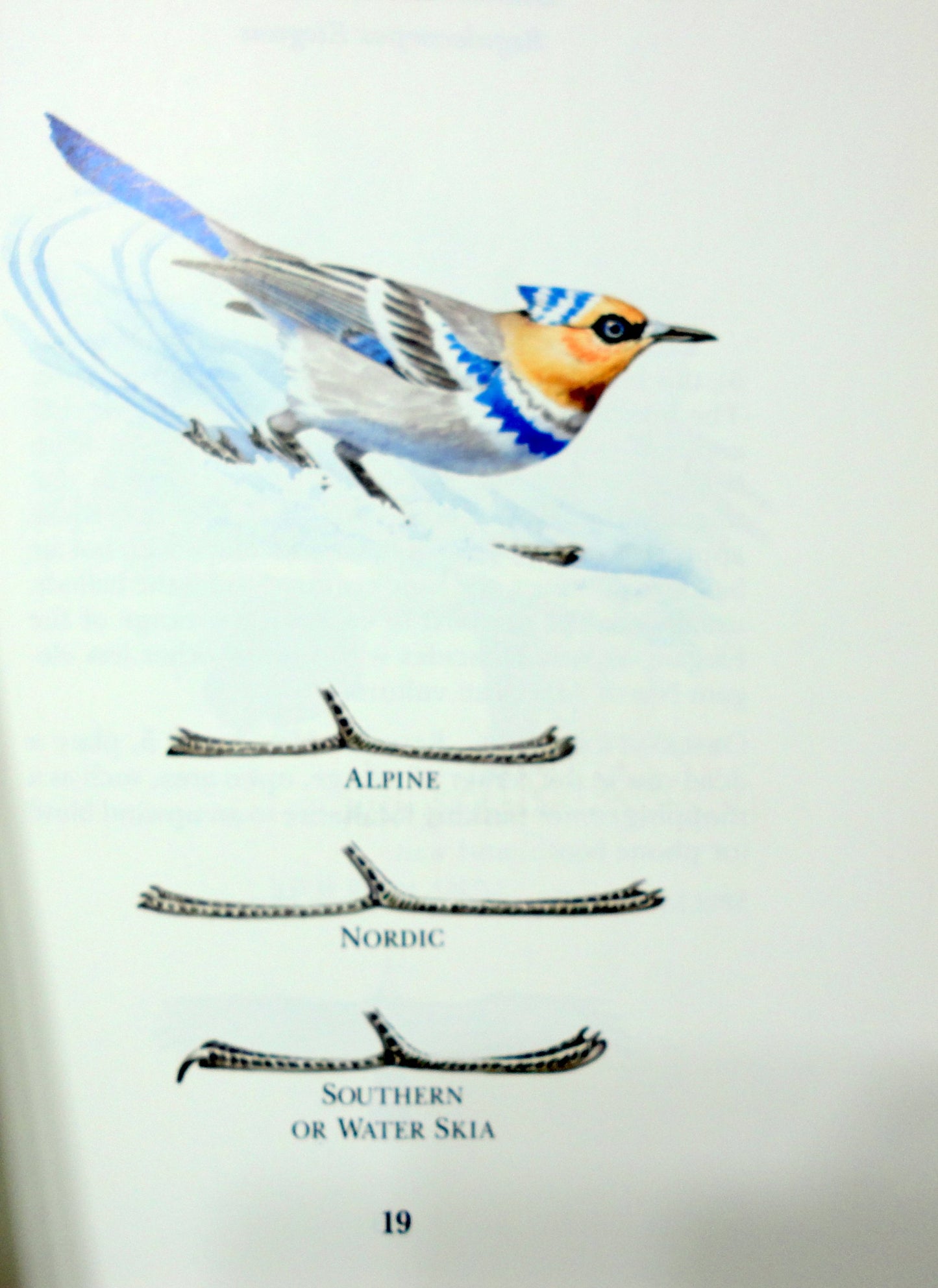 A Field Guide to Little-Known and Seldom-Seen Birds of North America