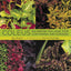 Coleus: Rainbow Foliage for Containers and Gardens by Rogers