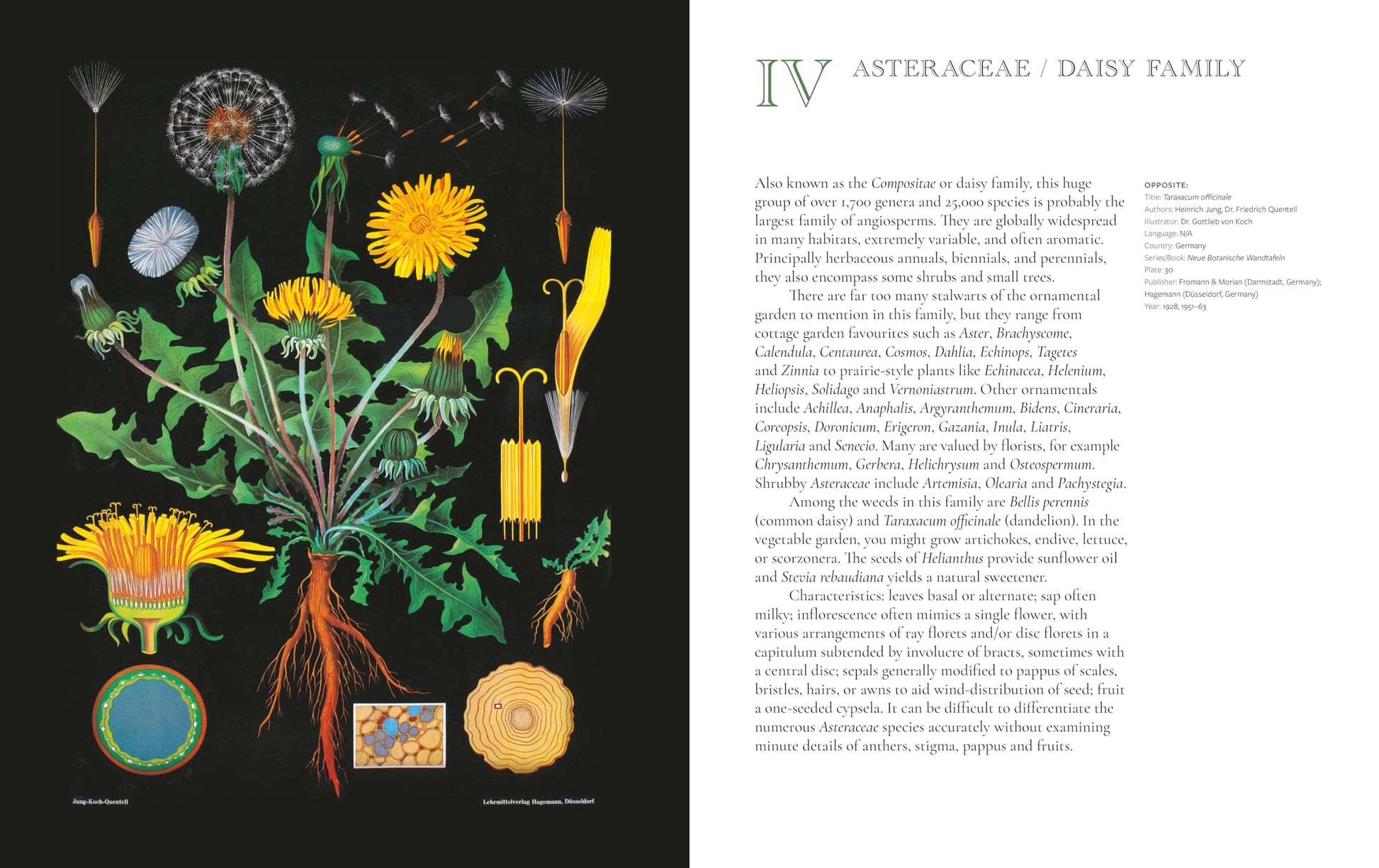 The Art of Botanical Painting: Iconic botanical wall charts from the golden age of scientific discovery