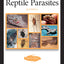 Understanding Reptile Parasites, 2nd Edition (CompanionHouse Books) Recognizing Mites, Harmful Protozoa, Tapeworm, and More in Snakes, Geckos, Turtles, and Other Reptiles (Advanced Vivarium Systems)