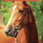 Pie in the Sky: Book Four of the Horses of Oak Valley Ranch