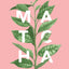 Matcha: A Lifestyle Guide by Jessica Flint