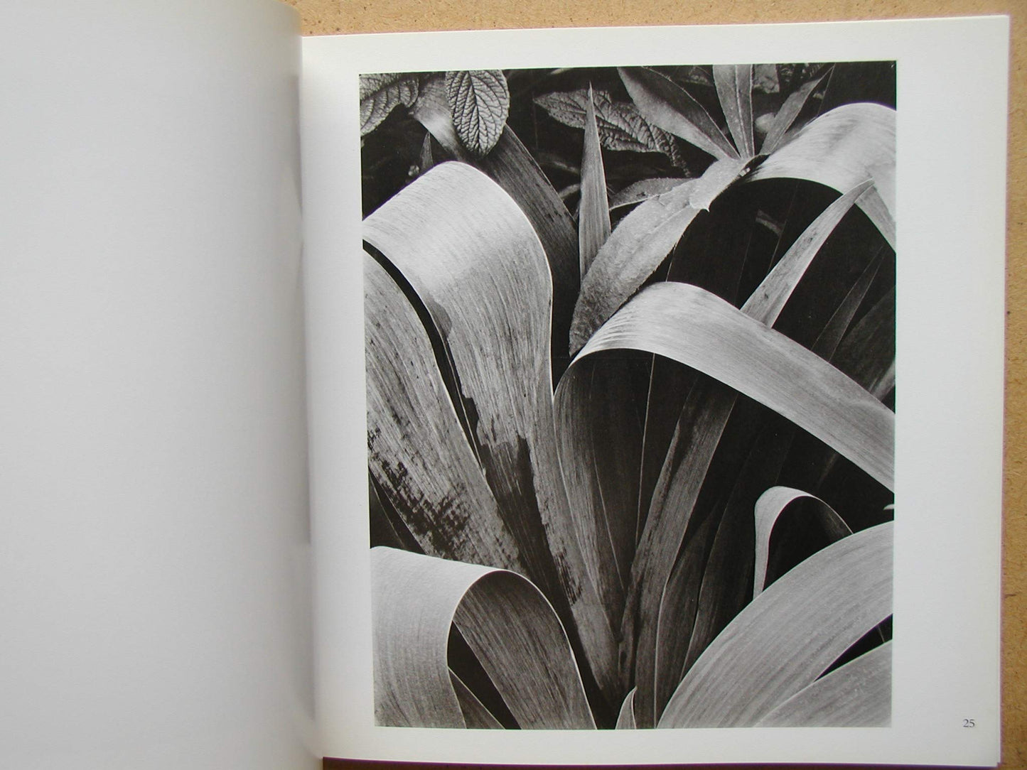 Paul Strand (Aperture Masters of Photography Series, Number One)
