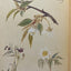 The Nature Notes of an Edwardian Lady