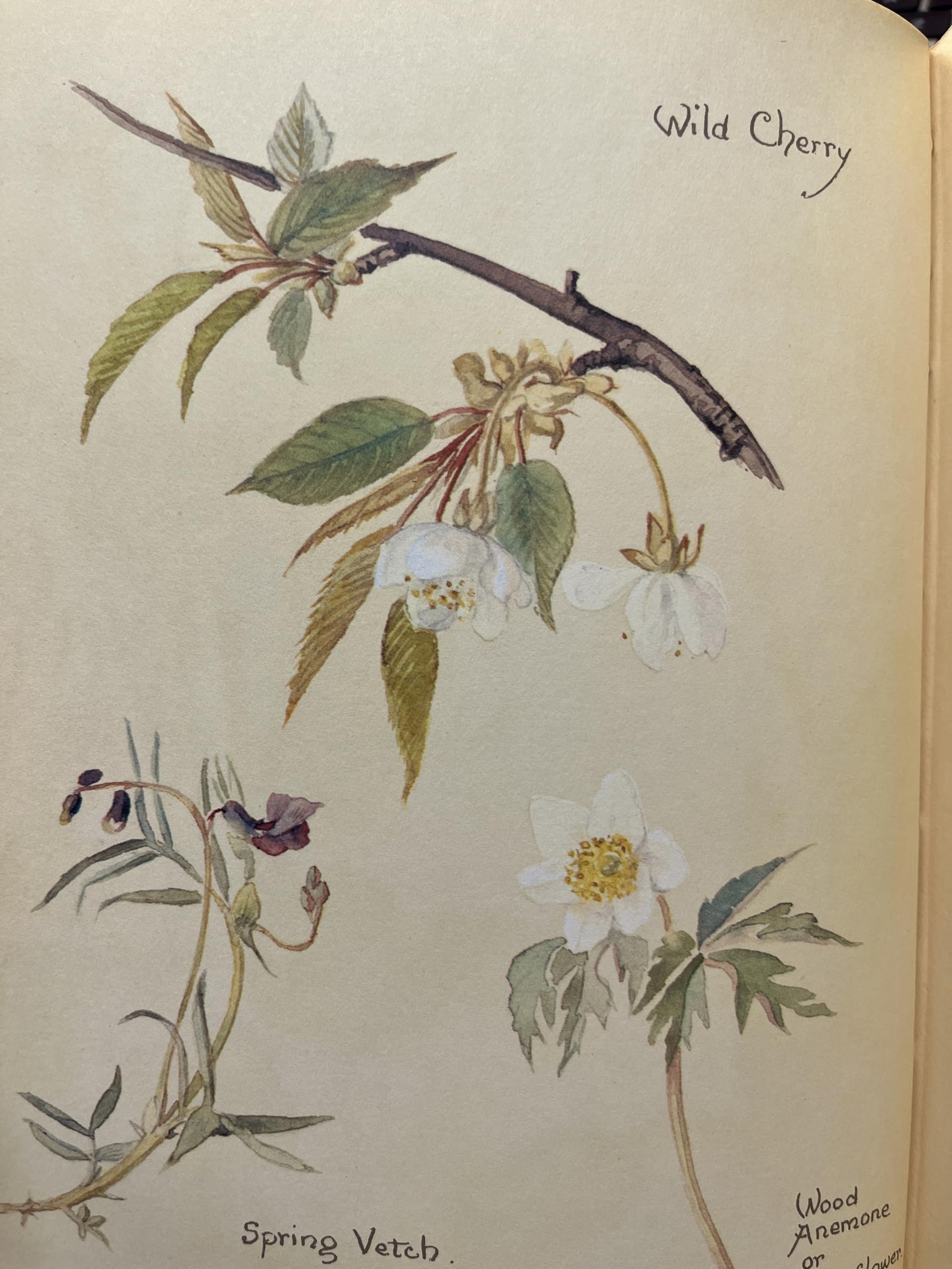 The Nature Notes of an Edwardian Lady