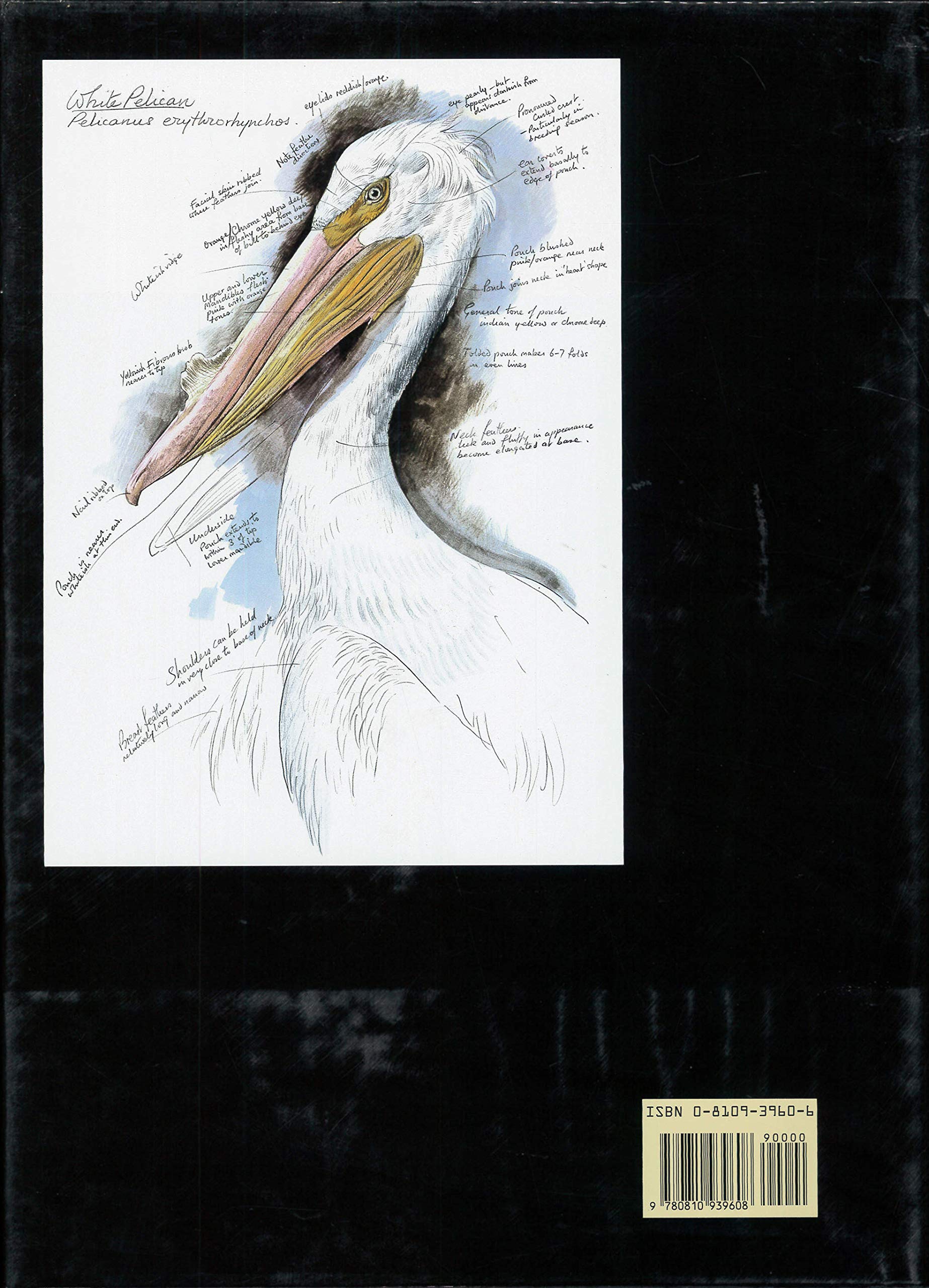 Wild Birds of America: The Art of Basil Ede
