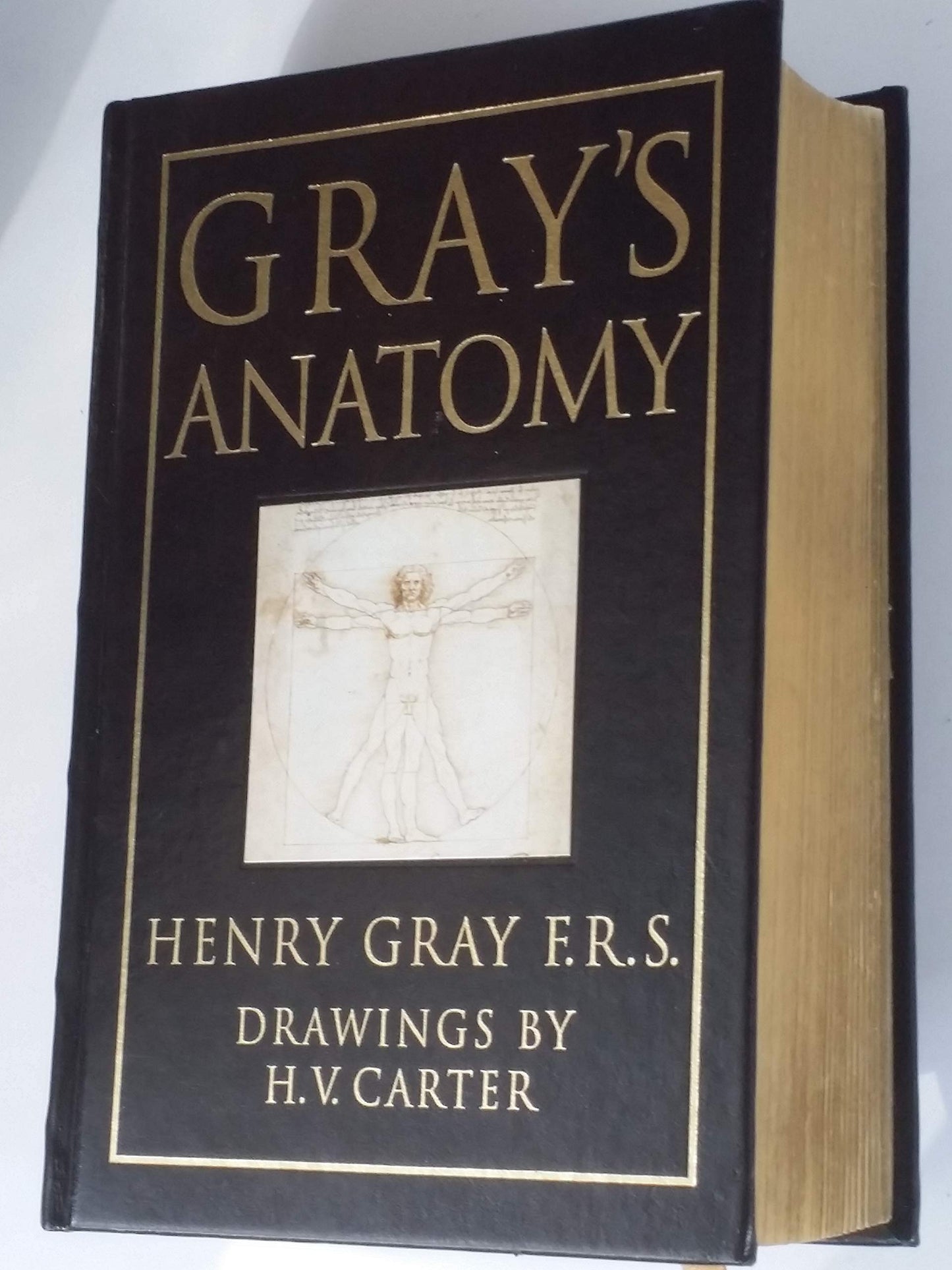 Gray's Anatomy
