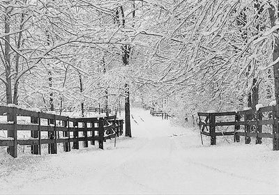 Winter Tracks Holiday Boxed Cards (Christmas Cards, Holiday Cards, Greeting Cards) (Small Holiday Card Series)