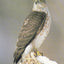 The Bird Feeder Book: Attracting, Identifying, Understanding Feeder Birds