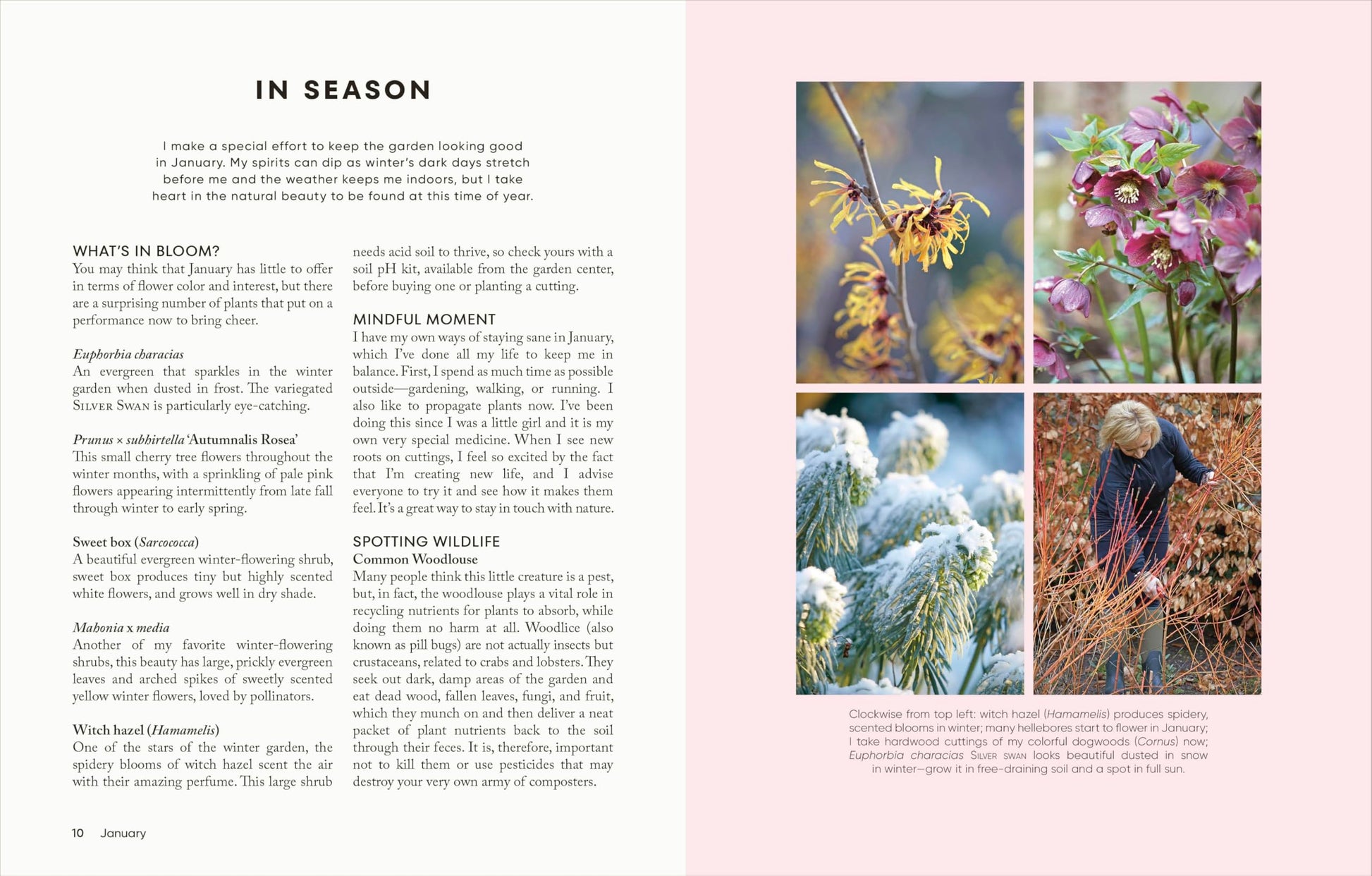The Money-Saving Garden Year: A Month-by-month Guide to a Great Garden that Costs Less