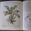 Margaret Mee In Search of Flowers of the Amazon Forests: Diaries of an English Artist Reveal the Beauty of the Vanishing Rainforest