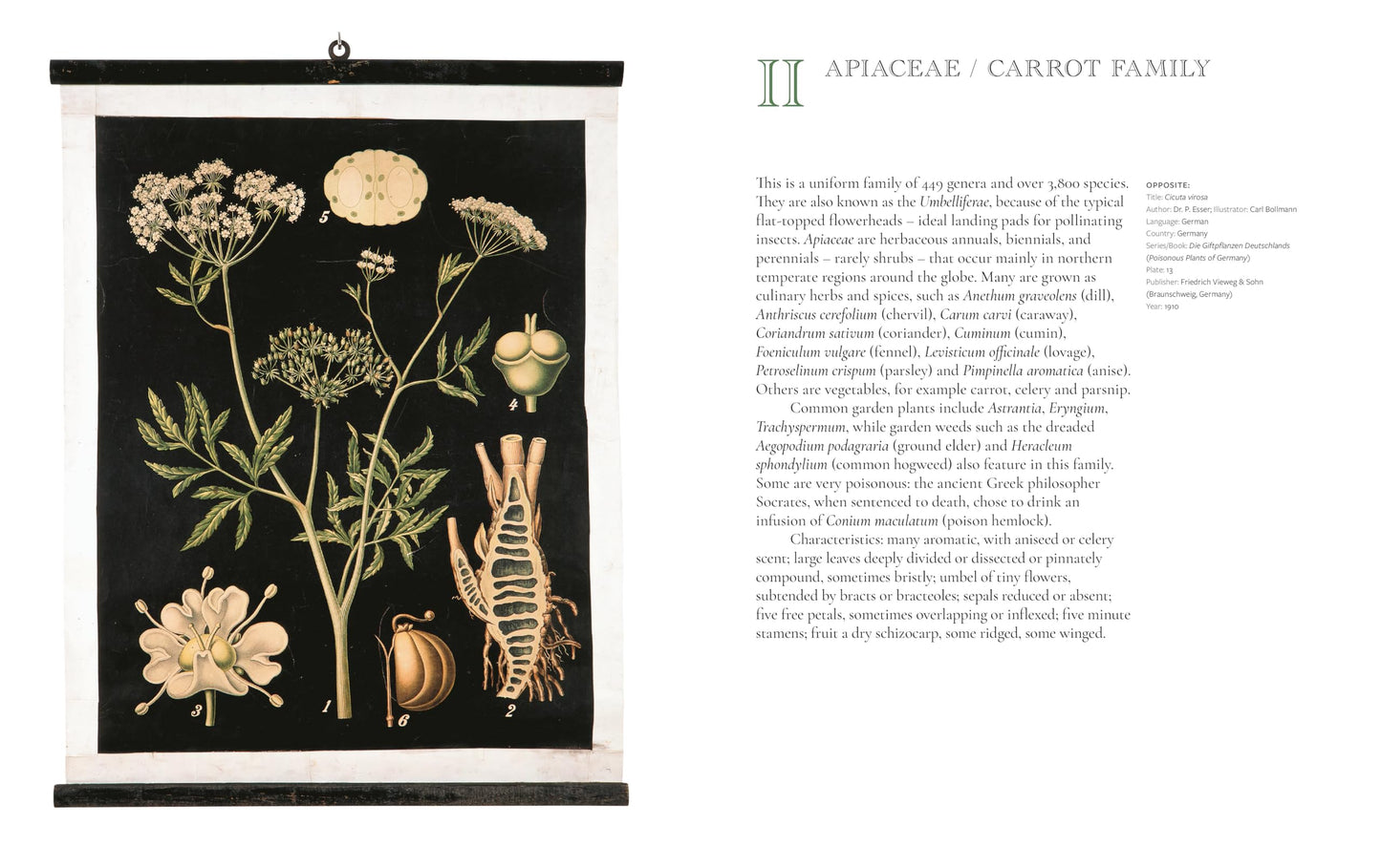 The Art of Botanical Painting: Iconic botanical wall charts from the golden age of scientific discovery