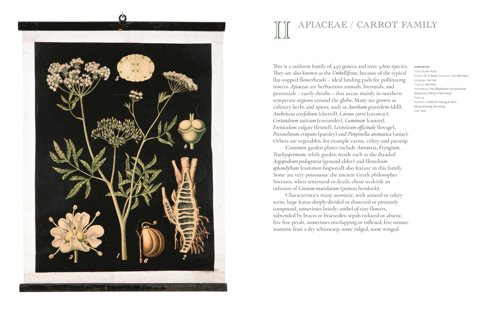 The Art of Botanical Painting: Iconic botanical wall charts from the golden age of scientific discovery