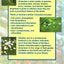 Plants of Northern British Columbia