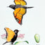 A Field Guide to Little-Known and Seldom-Seen Birds of North America
